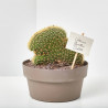 CACTUS MACETA 20CM