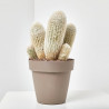 CACTUS COLUMNAR MACETA 20CM