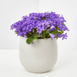 CAMPÁNULA MACETA 11CM