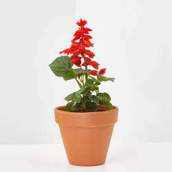 SALVIA ROJA MACETA 11CM