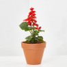 SALVIA ROJA MACETA 11CM