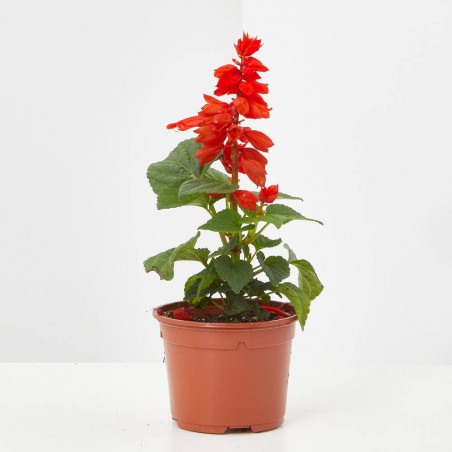 SALVIA ROJA MACETA 11CM