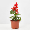SALVIA ROJA MACETA 11CM
