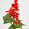 SALVIA ROJA MACETA 11CM