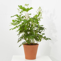 ASTILBE MACETA 3 LITROS