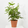 ASTILBE MACETA 3 LITROS