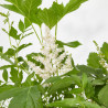 ASTILBE MACETA 3 LITROS