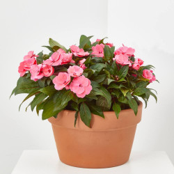 ALEGRIA NUEVA GUINEA TARRINA 25 CM