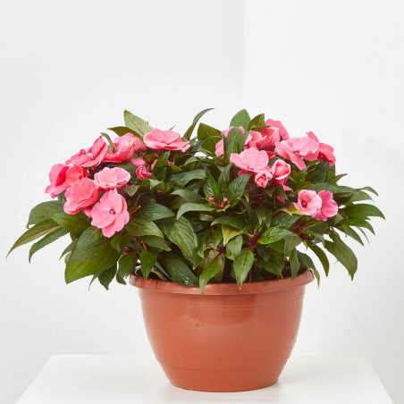 ALEGRIA NUEVA GUINEA TARRINA 25 CM