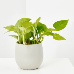 SCINDAPSUS MACETA 12CM