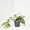 SCINDAPSUS MACETA 12CM