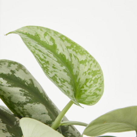 SCINDAPSUS MACETA 12CM