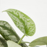SCINDAPSUS MACETA 12CM