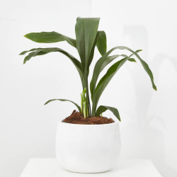 ASPIDISTRA MACETA 15CM