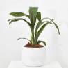 ASPIDISTRA MACETA 15CM