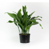 ASPIDISTRA MACETA 15CM