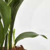 ASPIDISTRA MACETA 15CM