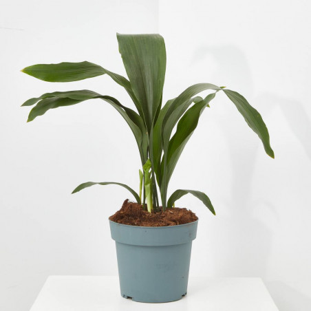 ASPIDISTRA MACETA 15CM