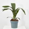 ASPIDISTRA MACETA 15CM