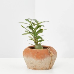 ADENIUM OBESUM MACETA 11CM