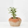 ADENIUM OBESUM MACETA 11CM