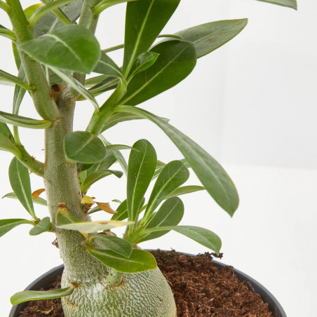 ADENIUM OBESUM MACETA 11CM