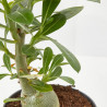 ADENIUM OBESUM MACETA 11CM