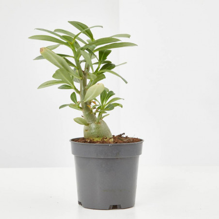 ADENIUM OBESUM MACETA 11CM