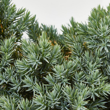 JUNIPERUS SQUAMATA MACETA 3 LITROS