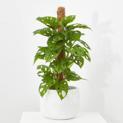MONSTERA MONKEY MACETA 16CM