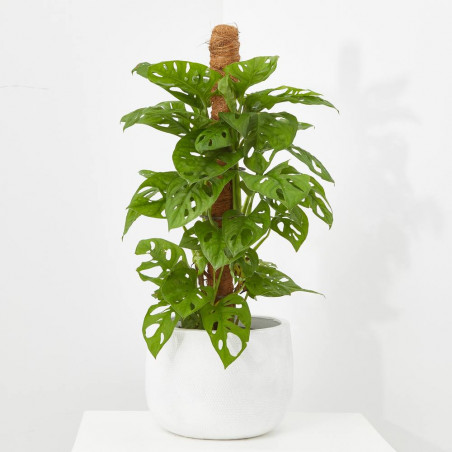 MONSTERA MONKEY MACETA 16CM