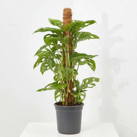 MONSTERA MONKEY MACETA 16CM