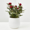ROSAL MINI MACETA 11CM