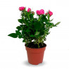 ROSAL MINI MACETA 11CM