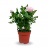 ROSAL MINI MACETA 11CM
