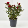 ROSAL MINI MACETA 11CM