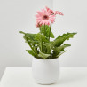 GERBERA MACETA 12CM