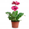 GERBERA MACETA 12CM