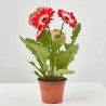 GERBERA MACETA 12CM