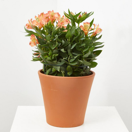 ALSTROMERIA