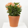ALSTROMERIA