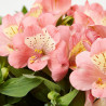 ALSTROMERIA