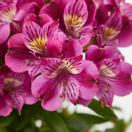 ALSTROMERIA