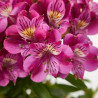 ALSTROMERIA