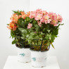 ALSTROMERIA