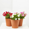 PETUNIA MINI MACETA 11CM