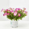 PETUNIA MINI MACETA 11CM