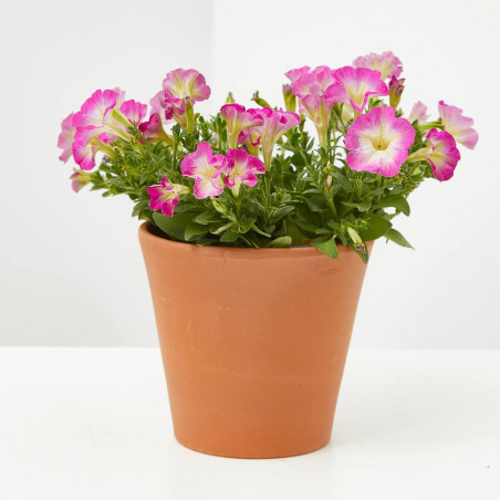 PETUNIA MINI MACETA 11CM