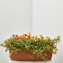 PORTULACA JARDINERA 40CM