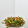 PORTULACA JARDINERA 40CM